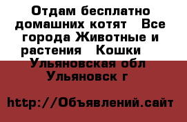 Отдам бесплатно домашних котят - Все города Животные и растения » Кошки   . Ульяновская обл.,Ульяновск г.